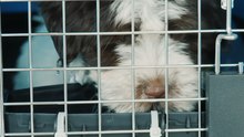 Las salidas se multiplican, pero algunos animales se quedan atrás... 💔🐶🐱