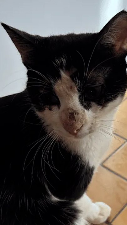 Enterrado vivo, el milagro de Yoko 🐾💔