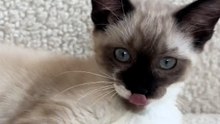 La historia de Moka