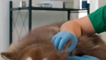🚨 ALERTA: ¡El parvovirus se está extendiendo!