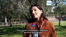Сбор оливок в Колизее: масло древних римлян, возрожденное среди руин