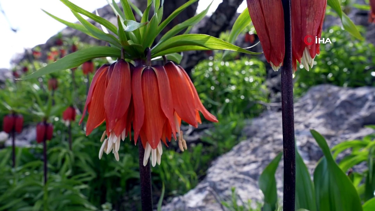 Sakız Dağı'nda eşsiz manzara: Ters laleler doğaseverlerin uğrak noktası oldu