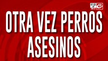 Perros asesinos siembran el terror entre los habitantes del barrio