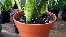 Best Easy Care Indoor Plants for a Fresh & Stylish Home