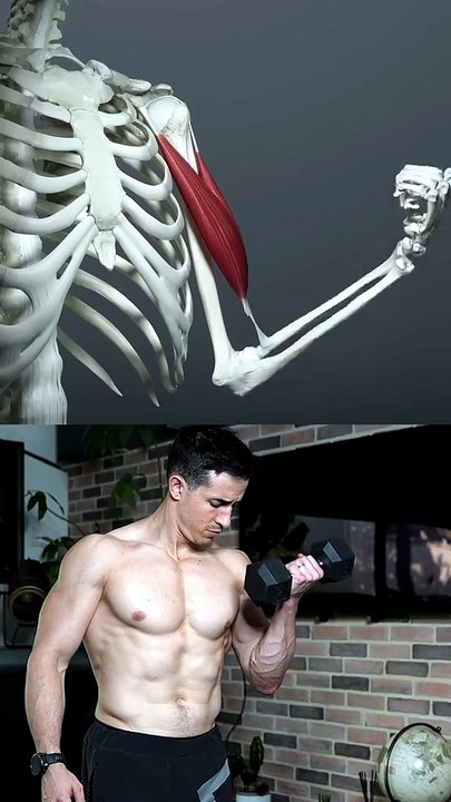 Biceps muscle 💪