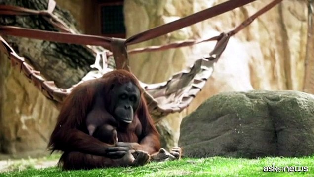 Allo zoo di Madrid nasce un orango del Borneo, specie in via estinzione