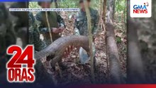 Philippine Pangolin, natagpuang patay matapos ma-trap sa patibong; PCSD, may 16 snare traps na nakita | 24 Oras