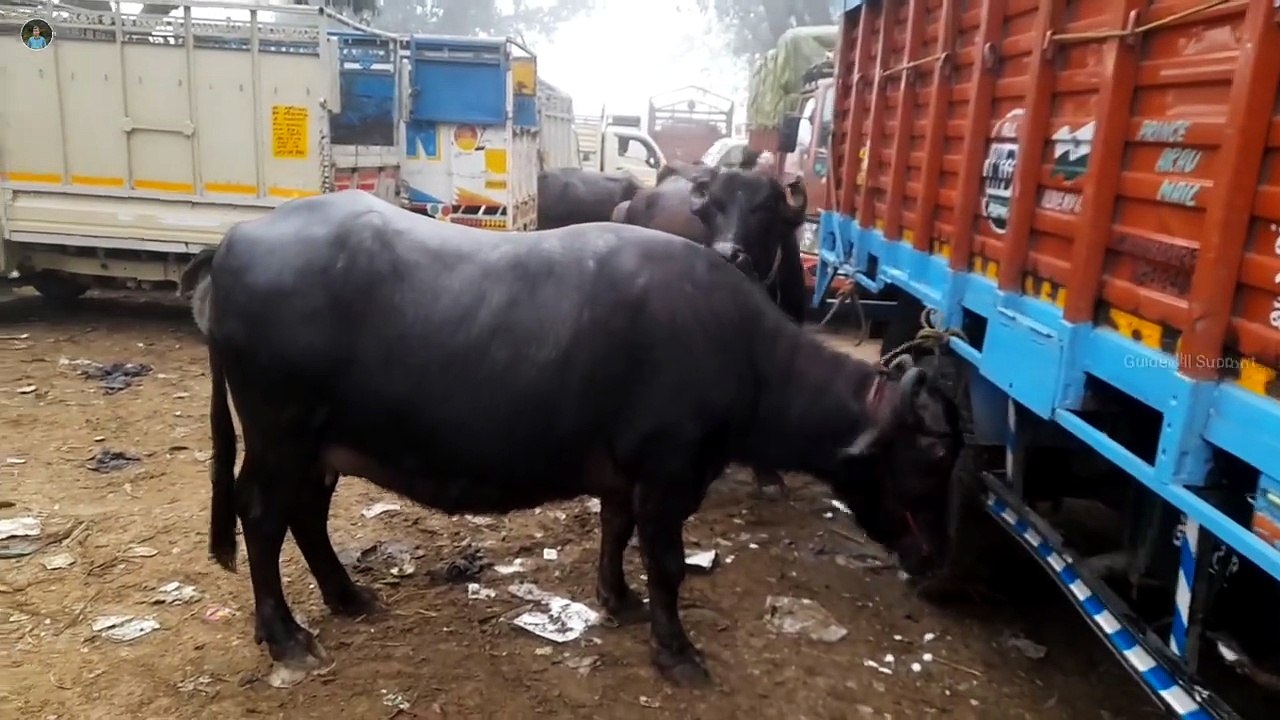 Bhains bazar | buffalo mandi today | buffalo market
