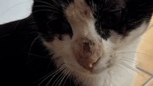 Sepolto vivo, il miracolo di Yoko 🐾💔