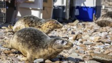 Seal pup 'Muse' returns to wild after Pembrokeshire rescue