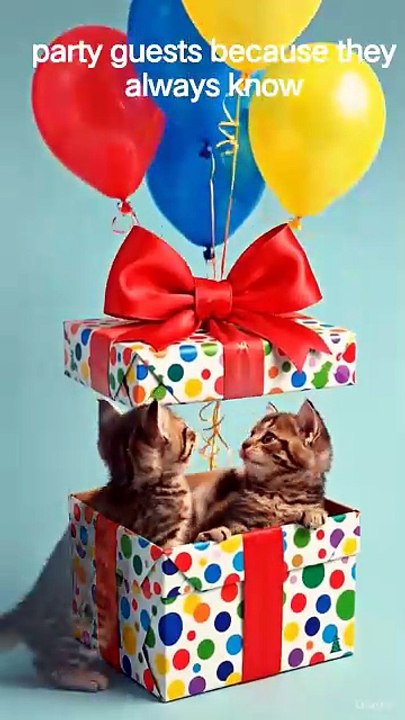let's party #cat #animalsong #catsong #cutecat