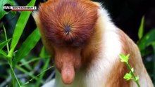 Kami Menjelajahi Hutan Kalimantan & Bertemu Ular Tangkalaluk Raksasa, Orang _HD_60fps