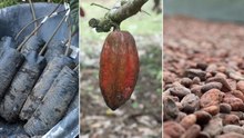 Cacao del Caquetá es la materia prima de chocolate prémium fabricado en Alemania