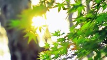 抖音新剧上线#冤种系统带我重回豪门 (上)