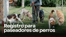 Nuevo padrón en CDMX: requisitos para pasear perros legalmente