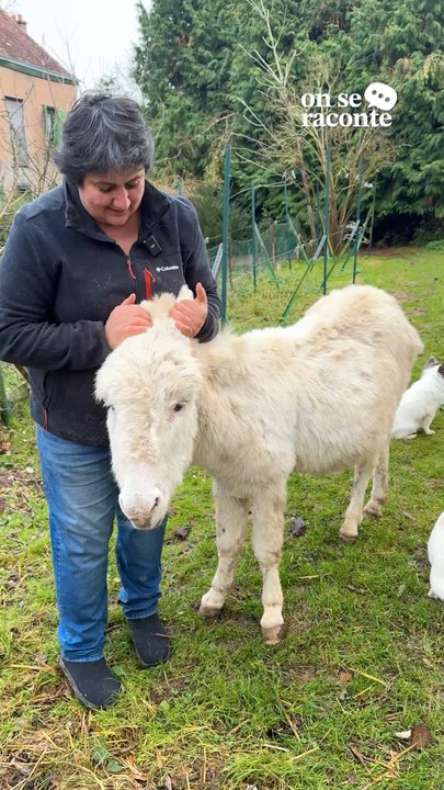 Firoozeh a tout quitté pour s’occuper d’animaux maltraités