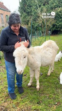 Firoozeh a tout quitté pour s’occuper d’animaux maltraités