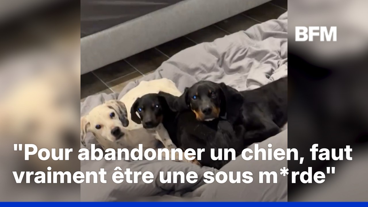 Le youtubeur Inoxtag sauve trois chiens abandonnés et envisage d'en adopter un