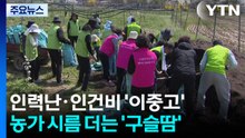 인력난·인건비 '이중고'...농가 시름 더는 '구슬땀' / YTN