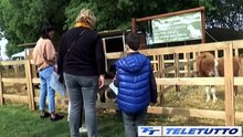 Video News - Presentata la 44° edizione di travagliato Cavalli