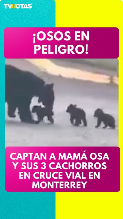 ¿Osos en peligro? Captan a mamá oso y sus cachorros en peligroso cruce vial en Monterrey.