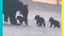 ¿Osos en peligro? Captan a mamá oso y sus cachorros en peligroso cruce vial en Monterrey.