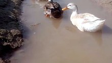 “Perfect Harmony 🦆✨ _ Ducks Swimming Together” #birds #cuteanimals