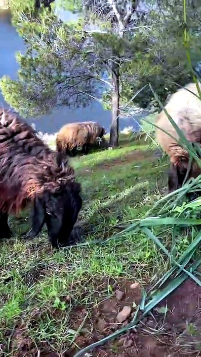 The Majestic Horns of the Mountain Awassi 🏔️🐏