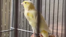 Des agents de la Métropole de Grenoble adoptent des canaris !