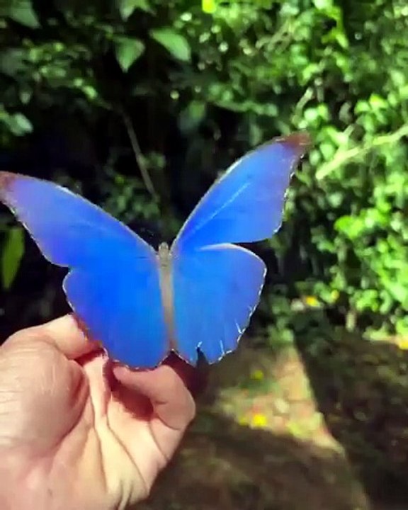 Iridescence of a Blue Morpho butterfly