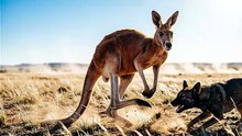 Kangaroo Defends Against Predator