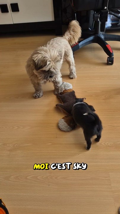 POV : j’ai 3 mois et je veux déplacer cette peluche 😭🐶