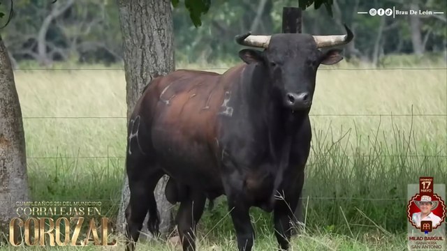 Corralejas Corozal 2026 | Visitas a las Ganaderías | Toros de Milad Barguil