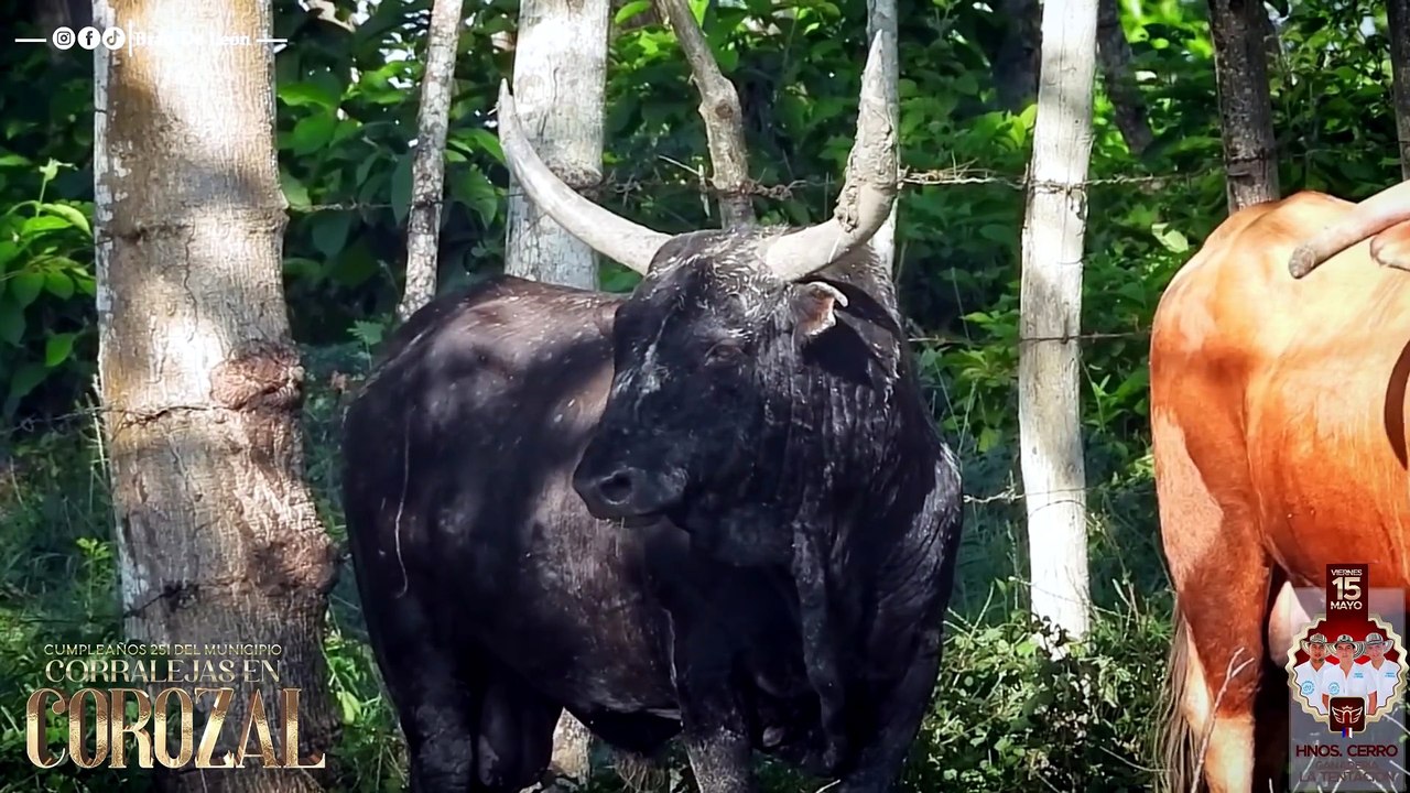 Corralejas Corozal 2026 | Visitas a las Ganaderías | Toros de Hnos. Cerro