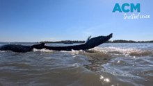 Stranded whale rescued from sandbar on NSW Mid North Coast