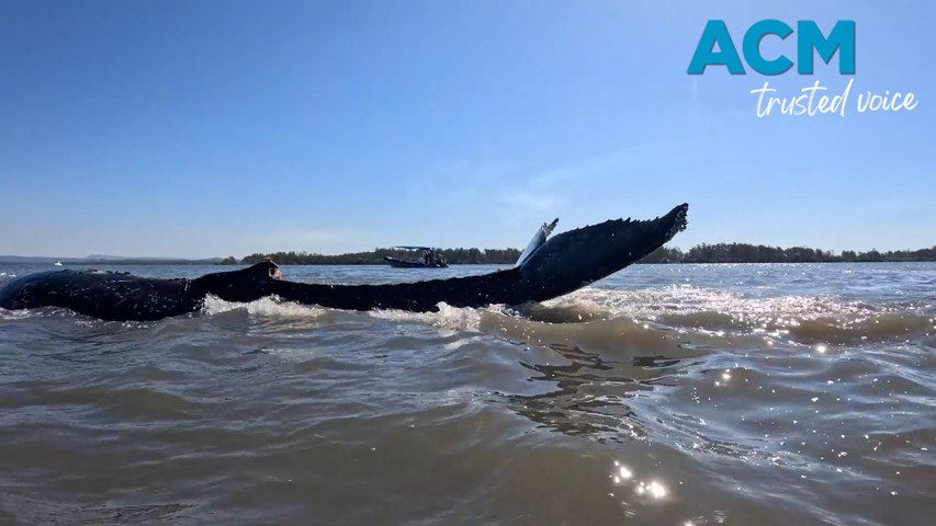 Volunteers and workers from various conservation groups re-floated the nine-metre juvenile whale, helping it to re-enter the Coolongolook River near Forster on Sunday April 12, 2026, but it became stranded on a sandbar by the following afternoon.This video includes ACM-produced voiceover powered by AI.