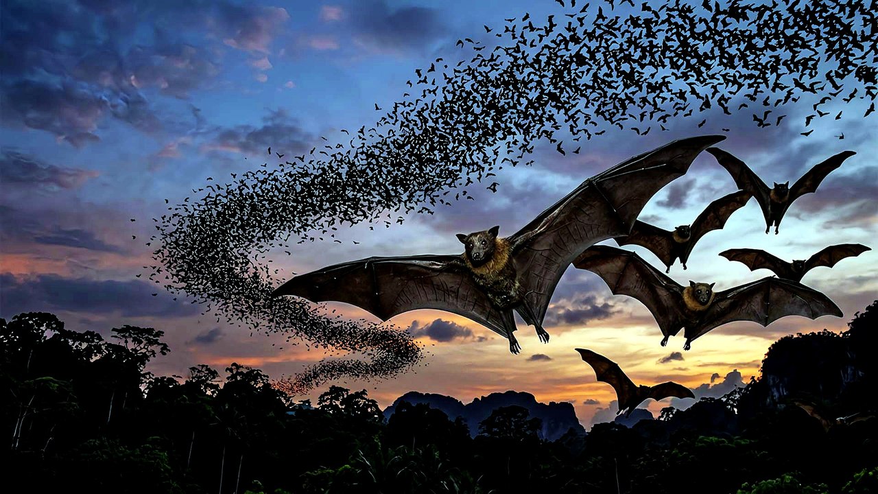 Hervey Bay Bats