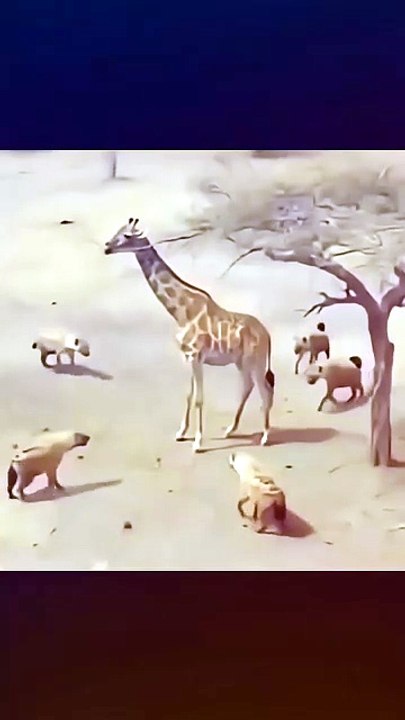 Wow giraffe 😳😳