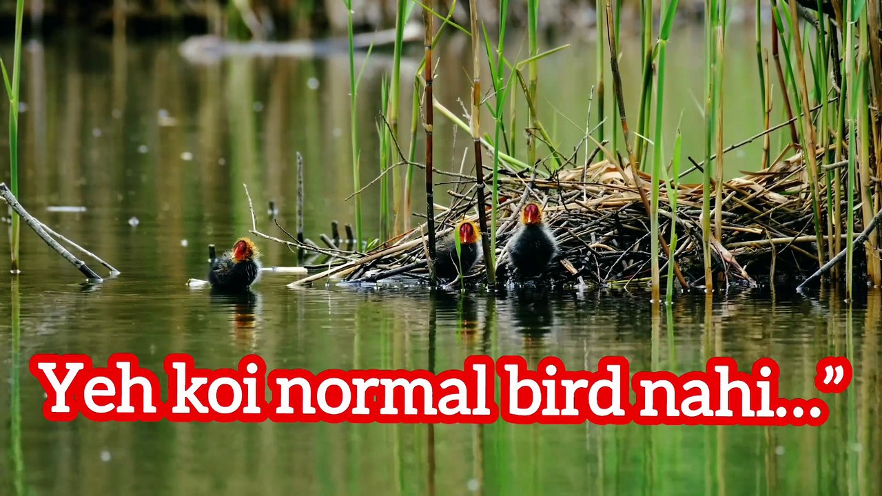 The Biggest Eurasian Coot Chicks 😳 Born Swimmers!