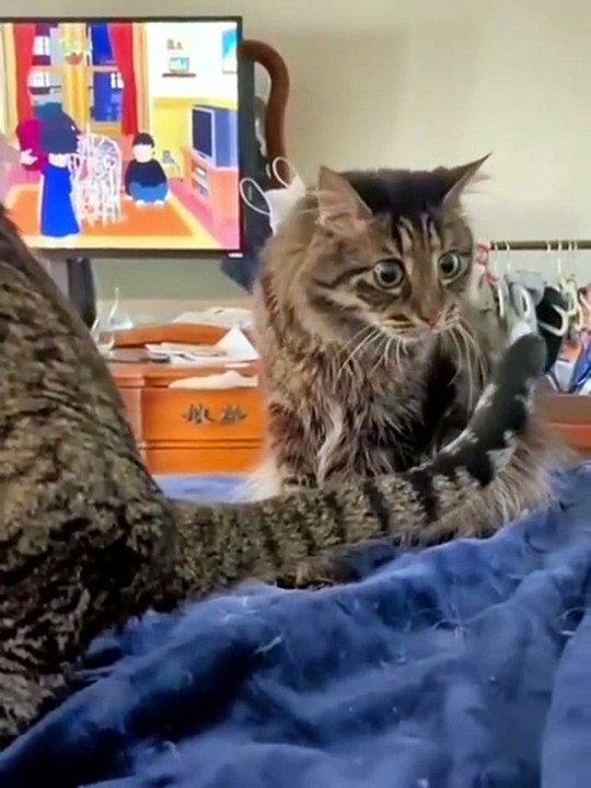 Funny cat moments 😂😍