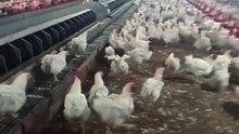 Cerrando nidos granjas de gallinas reproductoras