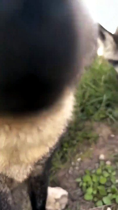 At first glance, it looks like an ordinary fox with enormous ears, but the bat-eared fox is a true scientific paradox. For nearly two centuries, scientists couldn't figure out what species it belonged to. It was so different from its "relatives."