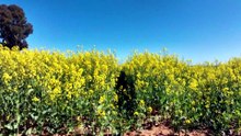 Australian farmers struggle to source fertiliser for their crops