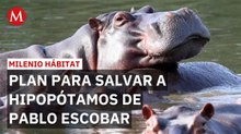 Hipopótamos de Pablo Escobar: Disputa entre la AZCARM y el Gobierno de Colombia | Milenio Hábitat