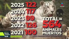 564 animales han muerto dentro del Zoológico de León en los últimos cinco años