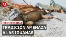 Estudiantes en Juchitán crean criaderos para salvar a iguanas | Milenio Hábitat