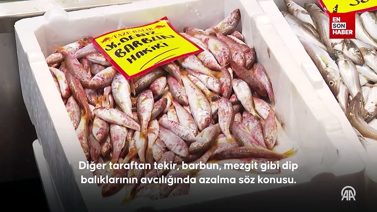 Denizlerde avcılık küçük türlere kaydı