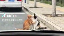 Funny 🤣 cats