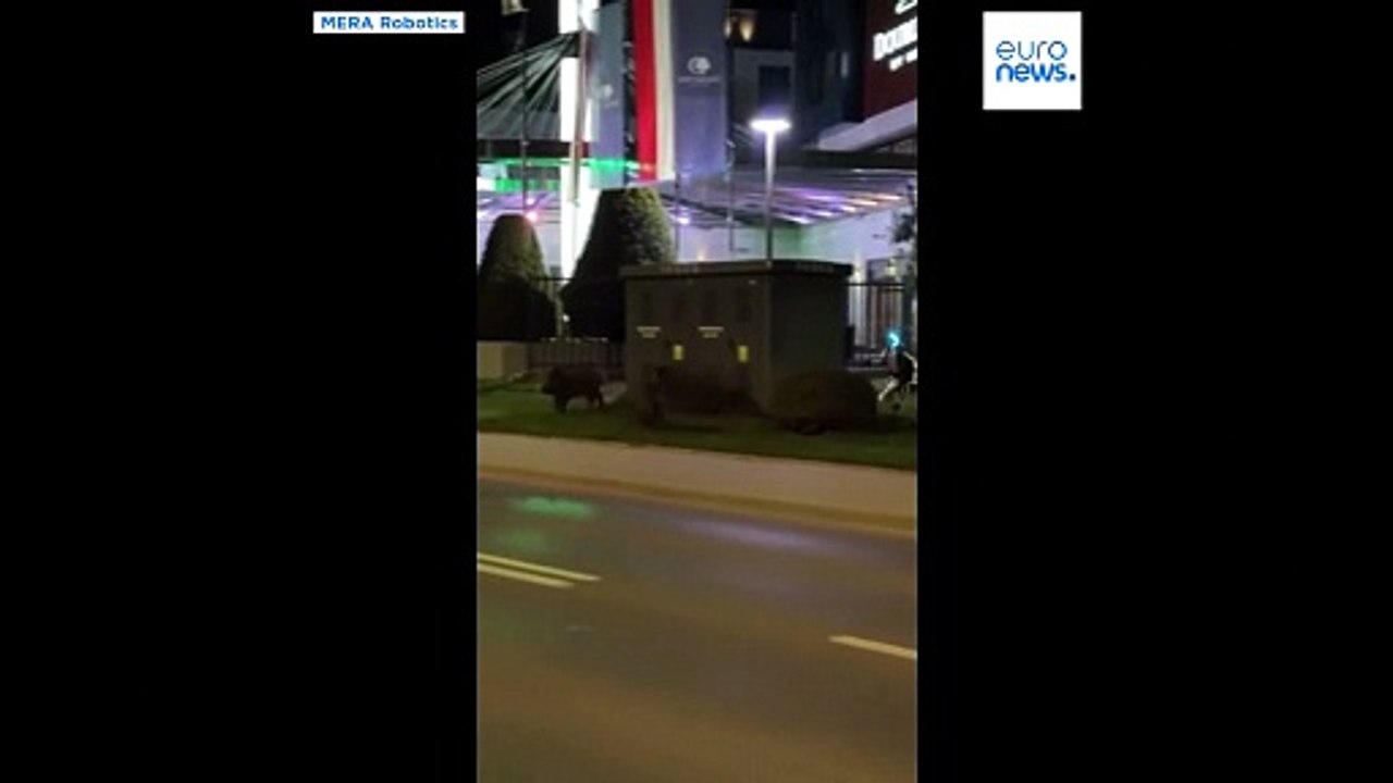 Robot humanoïde pourchasse des sangliers sauvages à Varsovie, capitale polonaise