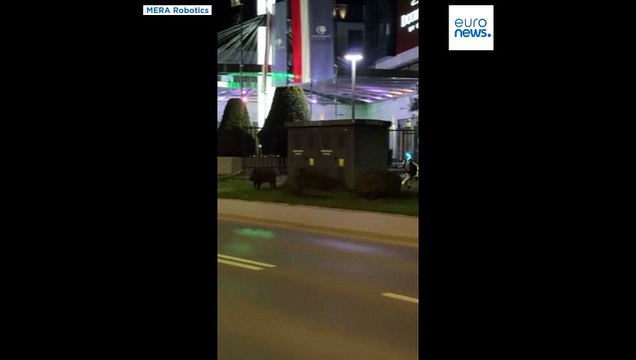 روبوت شبيه بالبشر يطارد خنازير برية في العاصمة البولندية وارسو